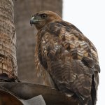 Hawk3.jpg