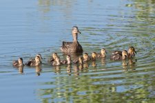 Ducklings-341.jpg