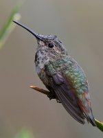 Hummer17.jpg
