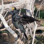 Cormorant-335.jpg