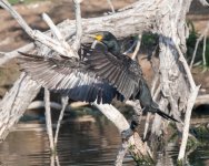 Cormorant-336.jpg