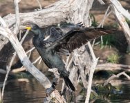 Cormorant-337.jpg