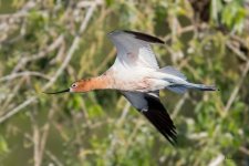 AvocetFlight-321.jpg
