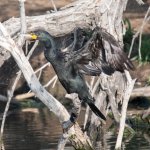 Cormorant-338.jpg
