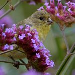 Goldfinch6.jpg