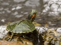 Turtle.jpg