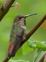 Hummer9.jpg