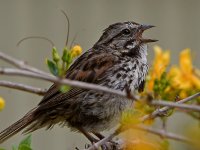 Sparrow.jpg