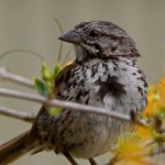 Sparrow4.jpg