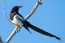 Magpie-300.jpg