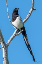 Magpie-301.jpg