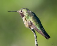 Hummer-300.jpg