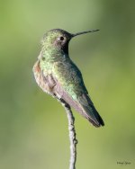 Hummer-301.jpg
