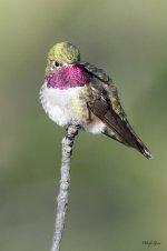Hummer-302.jpg