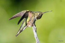 Hummer-303.jpg