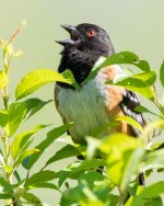 SpottedTohee-301.jpg