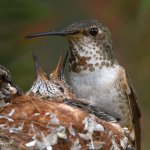 Hummer8.jpg