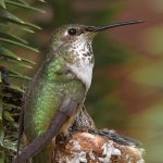 Hummer9.jpg