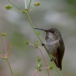 Hummer11.jpg