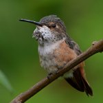 Hummer13.jpg