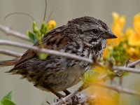 Sparrow2.jpg