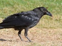 Crow.jpg