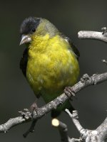 Goldfinch.jpg