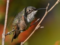 Hummer30.jpg
