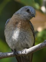 Bluebird5.jpg
