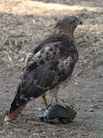 Hawk5.jpg