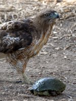 Hawk8.jpg