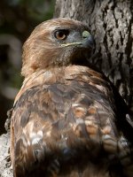 Hawk19.jpg