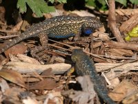 Lizards2.jpg
