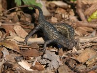 Lizards3.jpg