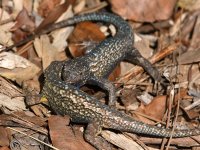 Lizards7.jpg