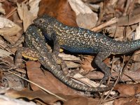 Lizards8.jpg