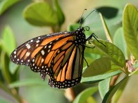 Monarch.jpg