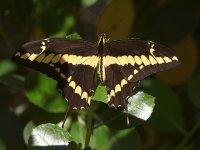 Swallowtail.jpg