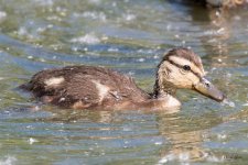 Duckling-305.jpg