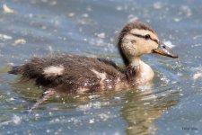 Duckling-306.jpg