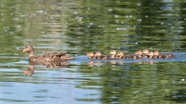 Ducklings-320.jpg