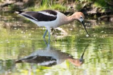 Avocet-305.jpg