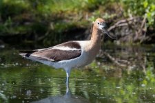 Avocet-306.jpg