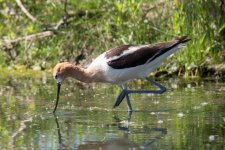 Avocet-307.jpg