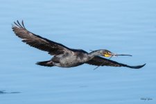 CormorantStick-300.jpg
