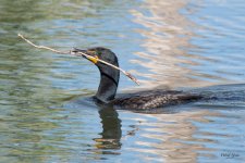 CormorantStick-301.jpg