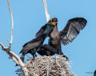 CormFeeding-353.jpg