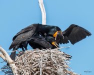 CormFeeding-355.jpg