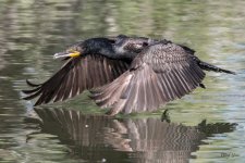 CormorantFlight-350.jpg