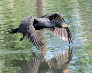 CormorantFlight-352.jpg